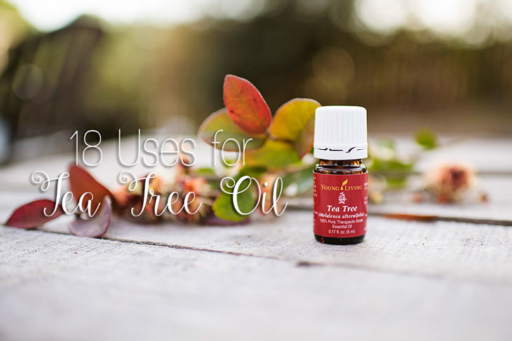 Melaleuca Alternifolia - 18 Young Living Tea Tree Oil Uses by lifestyle blogger Still Being Molly
