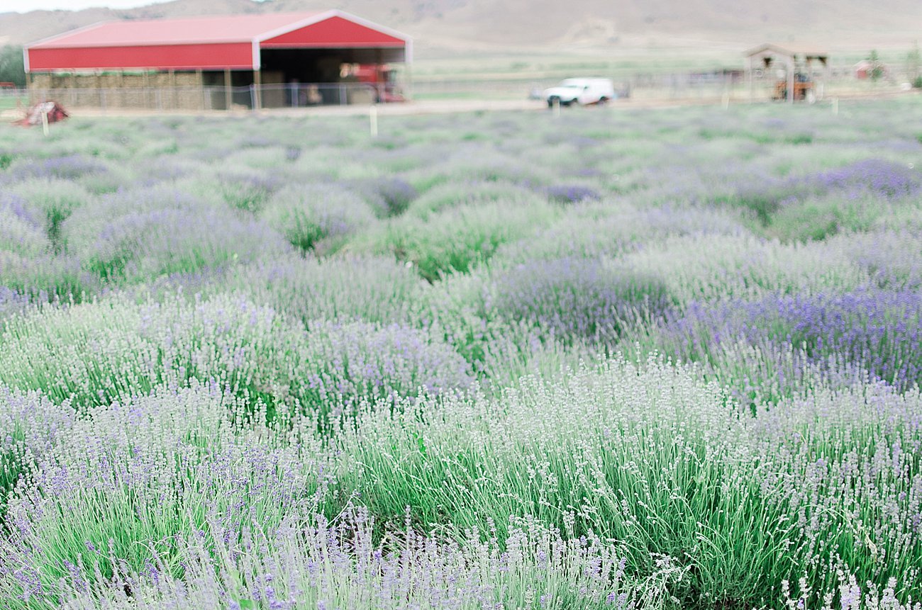 Young Living Lavender Farm, Mona, Utah (55)