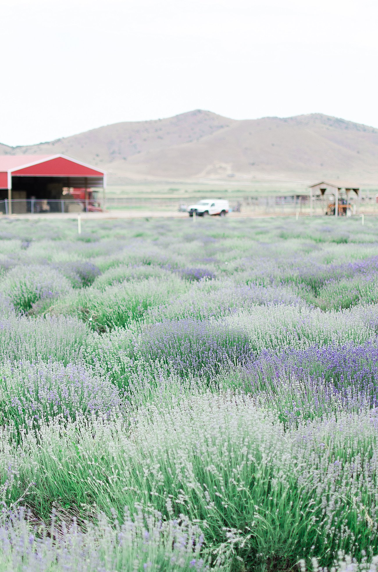 Young Living Lavender Farm, Mona, Utah (54)