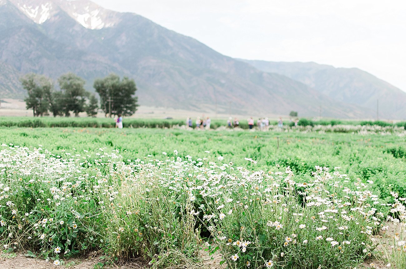 Young Living Lavender Farm, Mona, Utah (33)