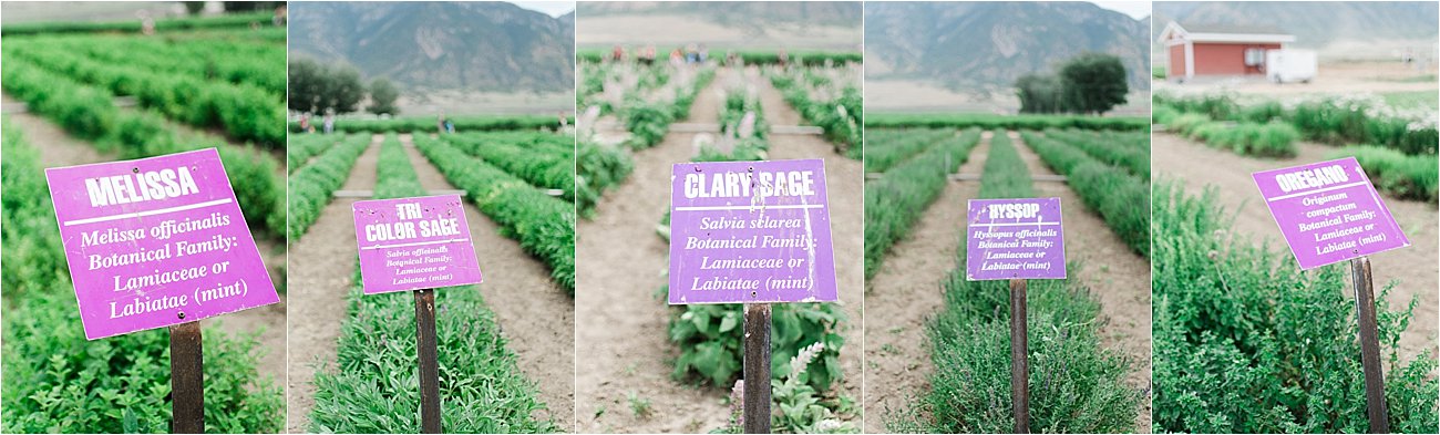 Young Living Lavender Farm, Mona, Utah (28)