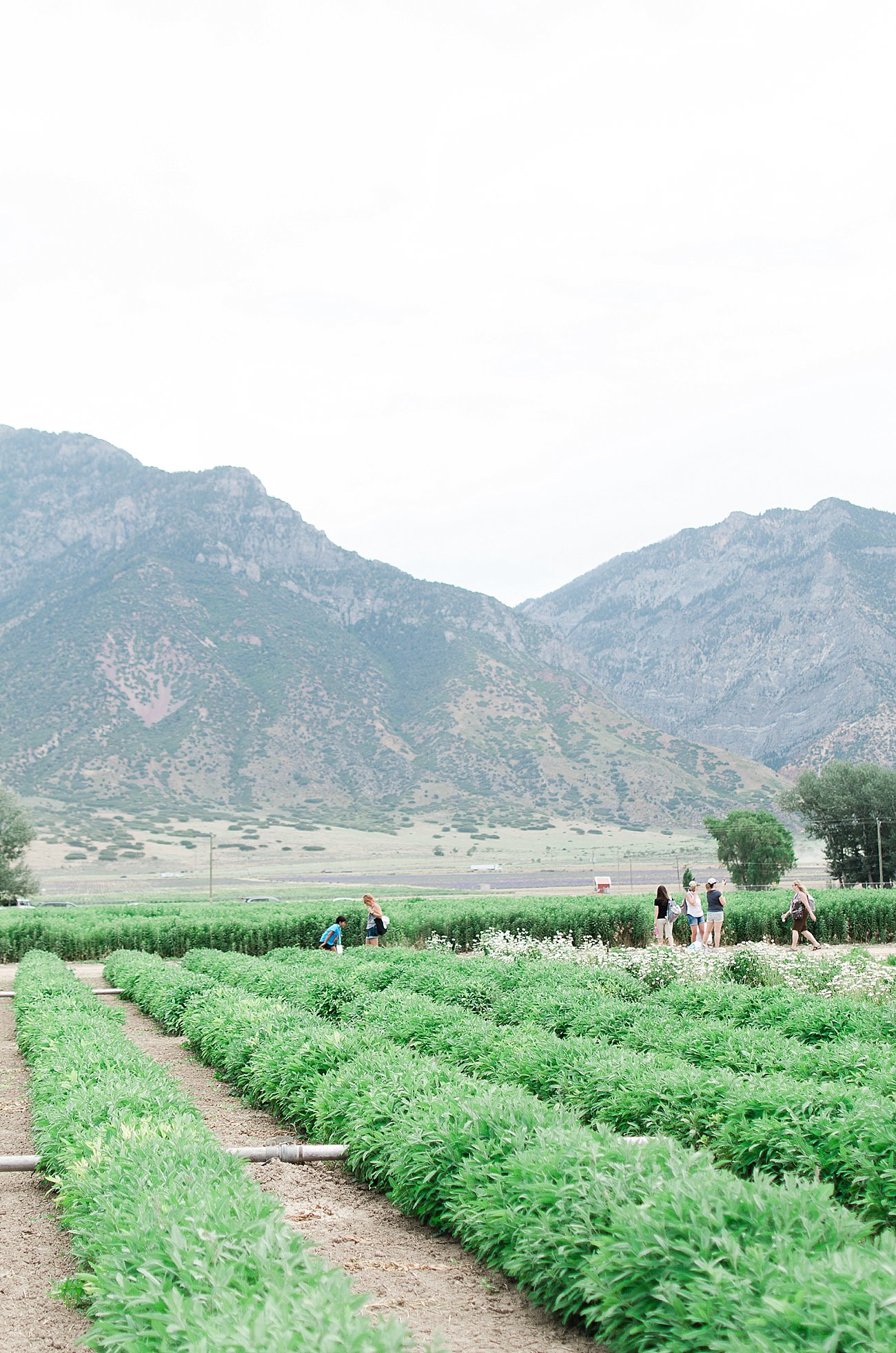 Young Living Lavender Farm, Mona, Utah (26)