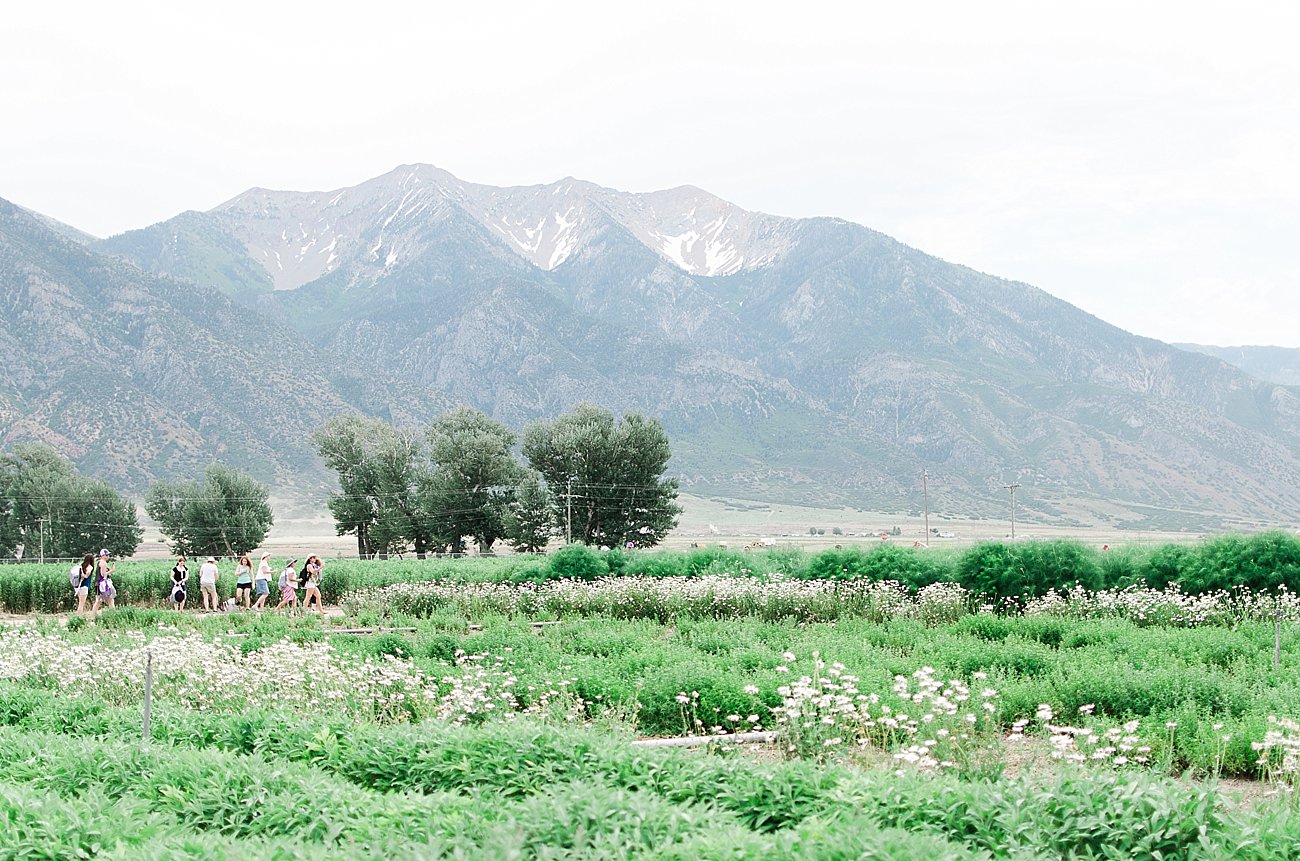 Young Living Lavender Farm, Mona, Utah (25)