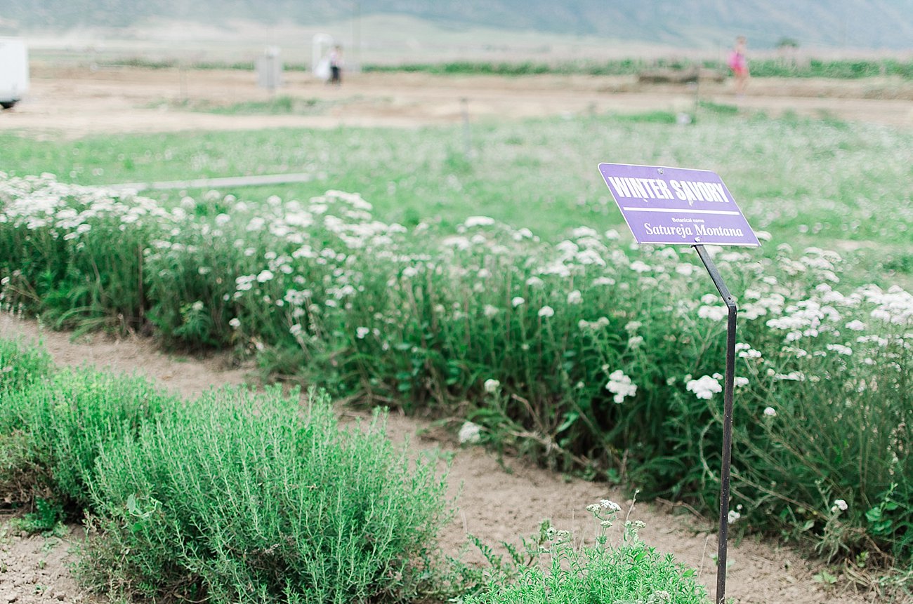 Young Living Lavender Farm, Mona, Utah (23)
