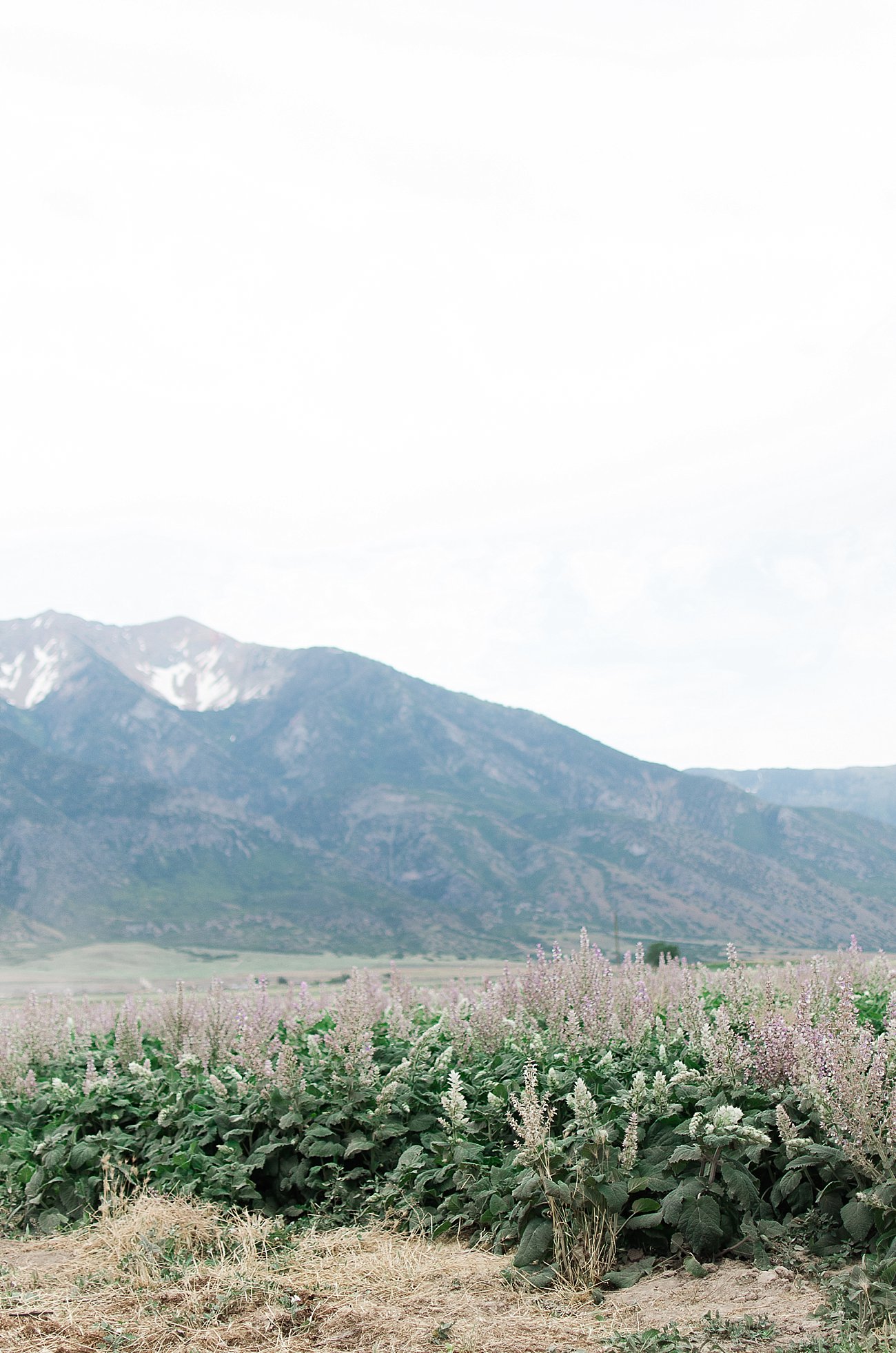 Young Living Lavender Farm, Mona, Utah (20)