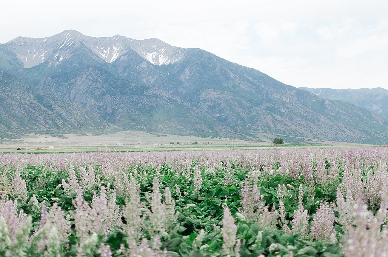 Young Living Lavender Farm, Mona, Utah (17)