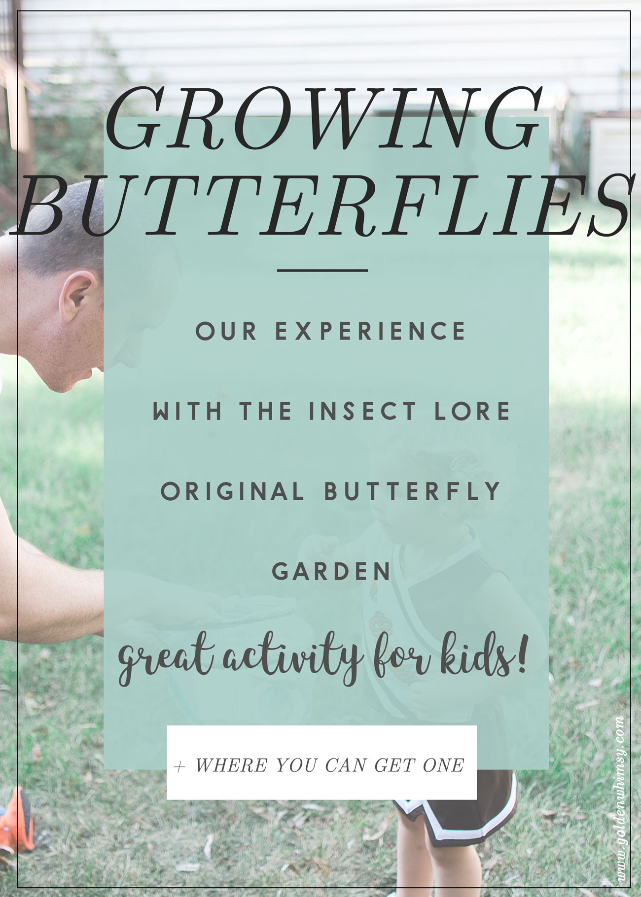 Insect Lore Original Butterfly Garden Review Still Being Molly