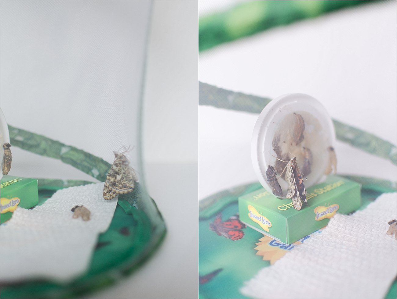 Insect Lore Original Butterfly Garden Review Still Being Molly