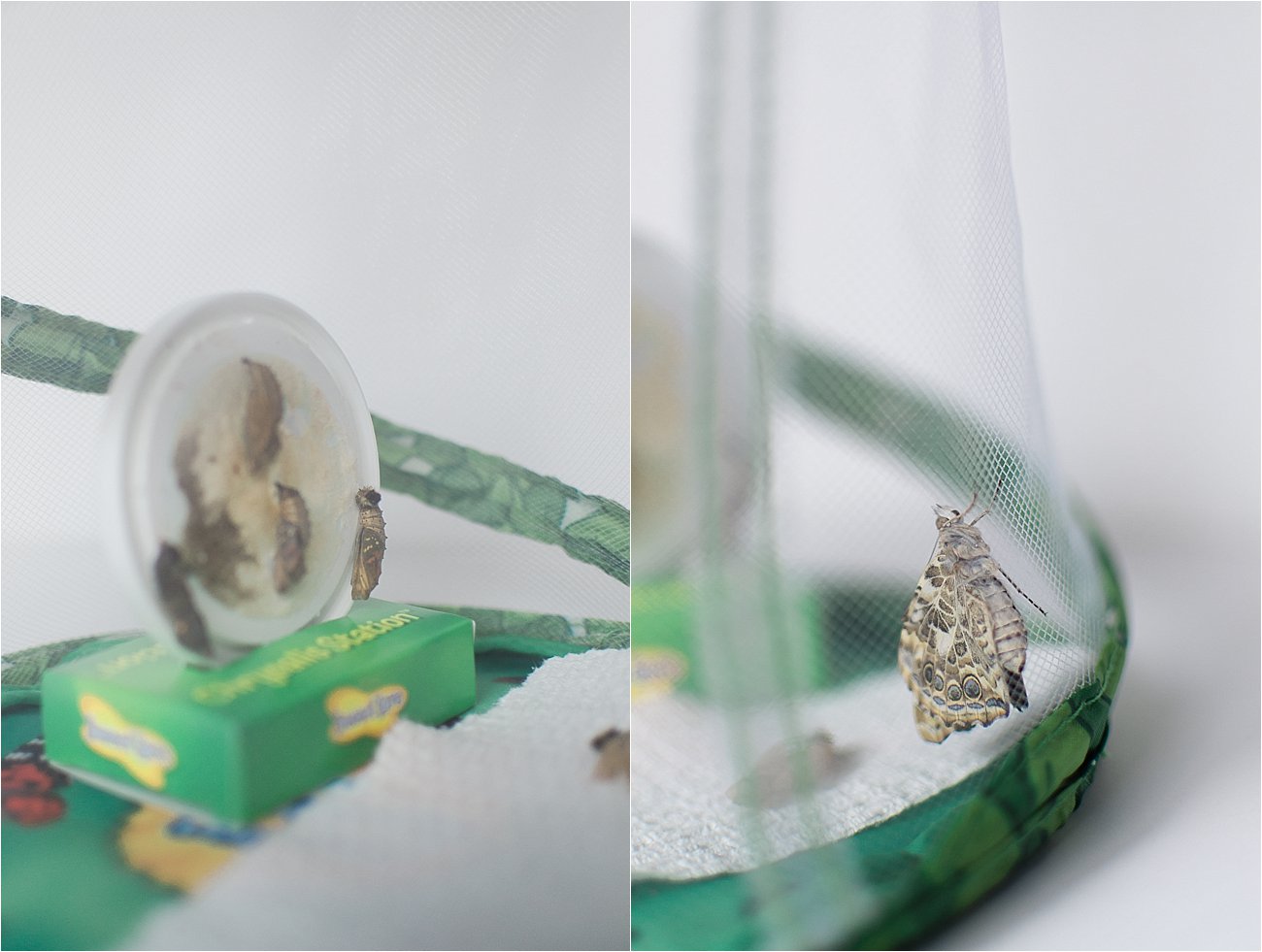 Insect Lore Original Butterfly Garden Review Still Being Molly