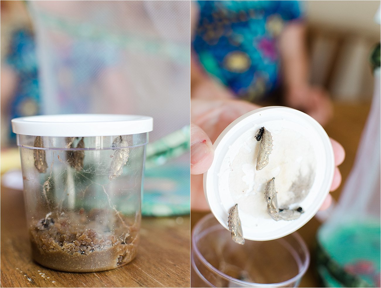 Insect Lore Original Butterfly Garden Review Still Being Molly