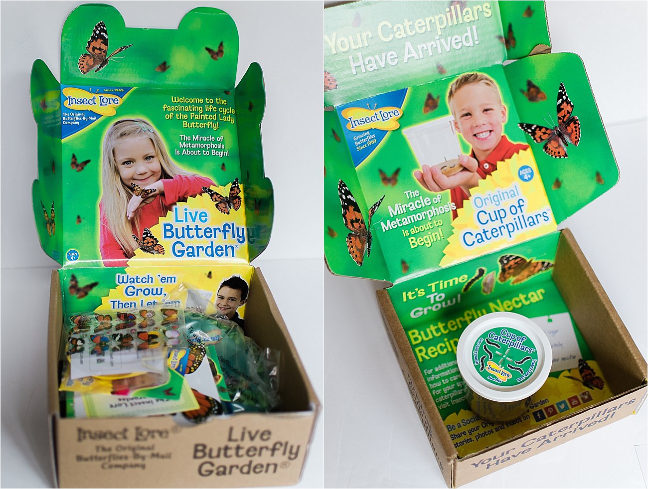 Insect Lore Live Butterfly Garden Science Educational Toy Kit for sale online