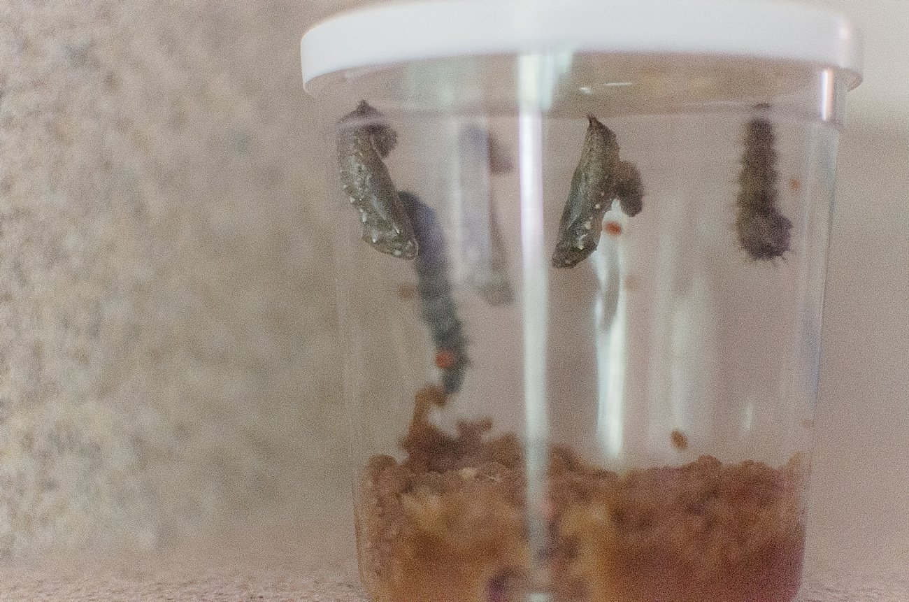 Insect Lore Original Butterfly Garden Review Still Being Molly