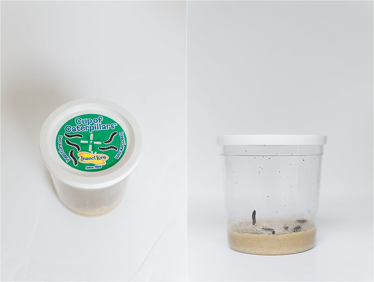 Insect Lore Original Butterfly Garden Review Still Being Molly