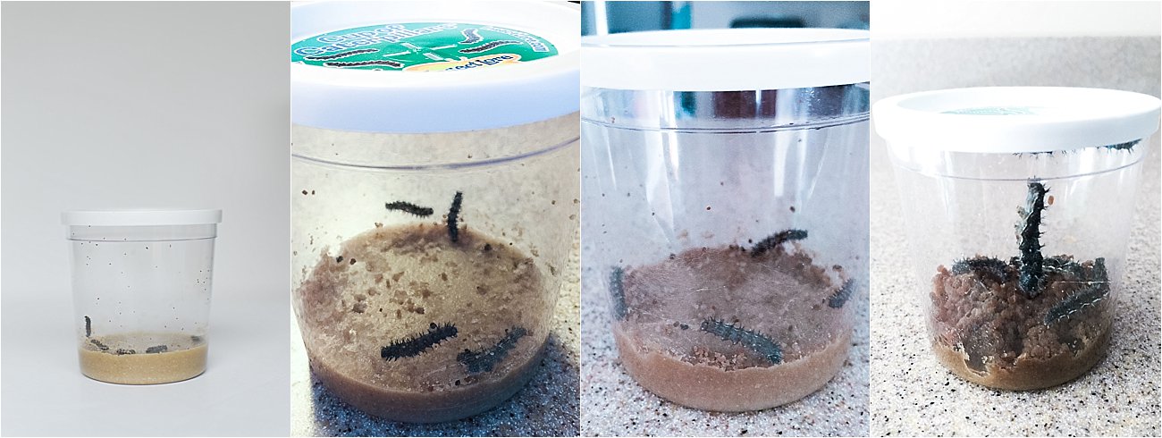 Insect Lore Original Butterfly Garden Review Still Being Molly