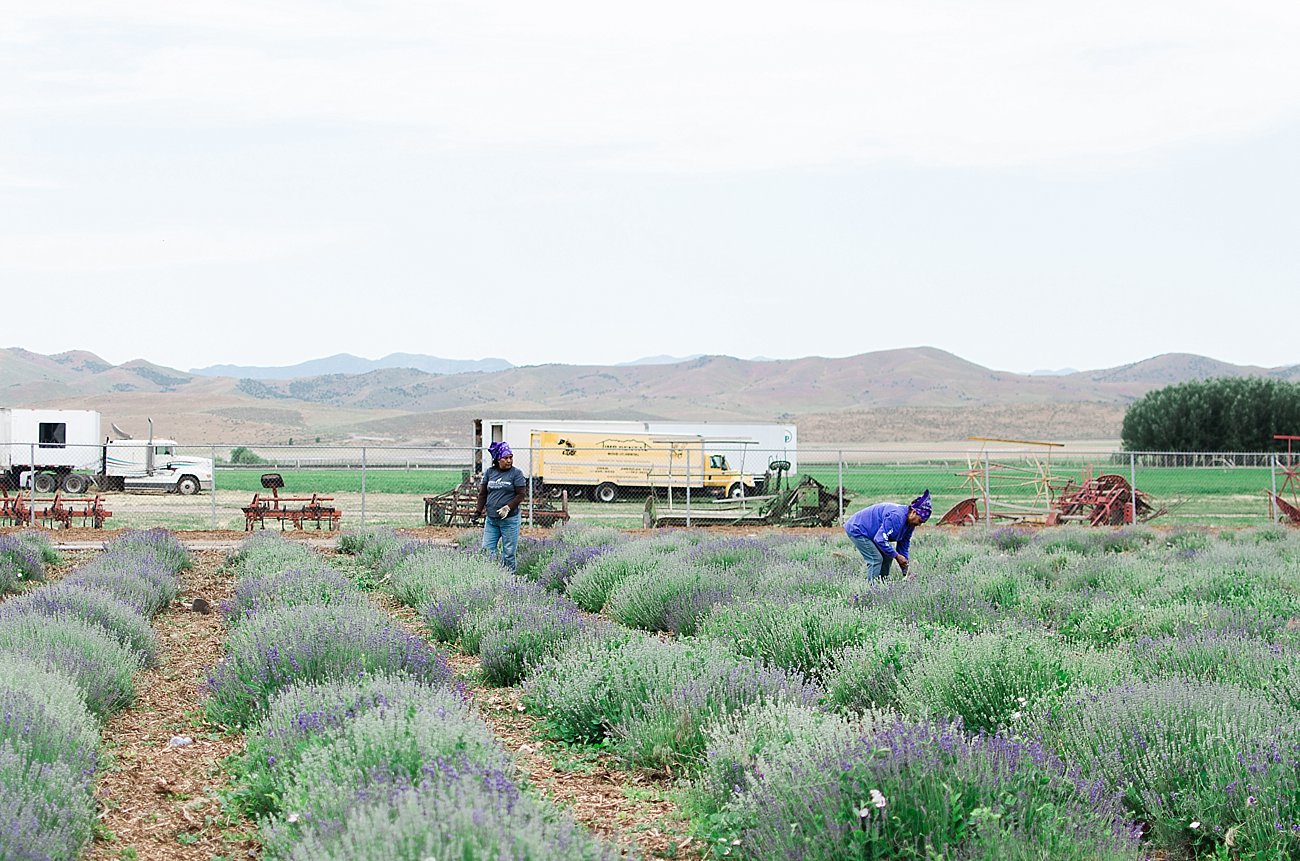 Young Living Lavender Farm, Mona, Utah (53)
