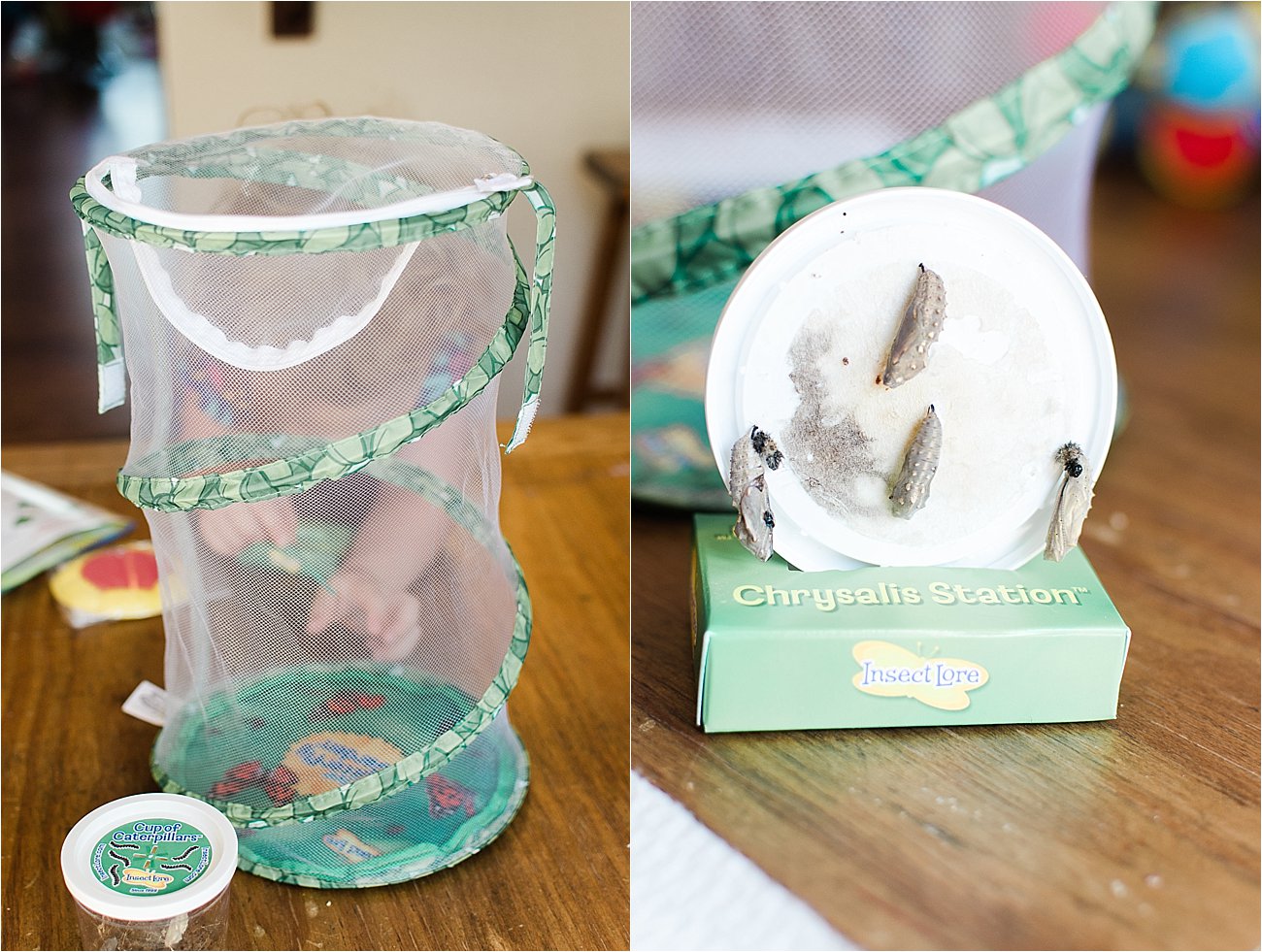 "Growing Butterflies at Home" - Insect Lore Original Butterfly Garden Review by lifestyle blogger Still Being Molly